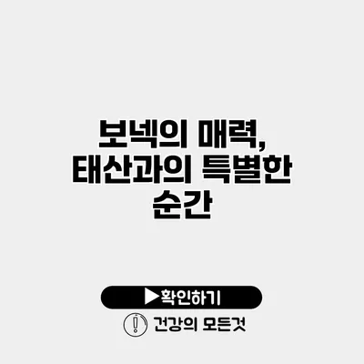 보넥의 매력, 태산과의 특별한 순간