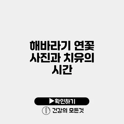 해바라기 연꽃 사진과 치유의 시간